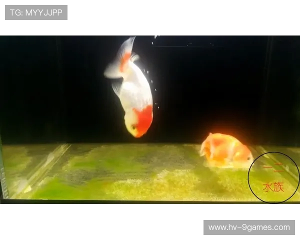 小金鱼在水中欢快游动,摆动尾巴玩耍乐趣无穷 小金鱼在水中欢快游动,摆动尾巴玩耍乐趣无穷